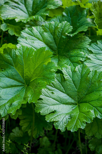 Vibrant green leaves create a lush tapestry in a serene garden setting