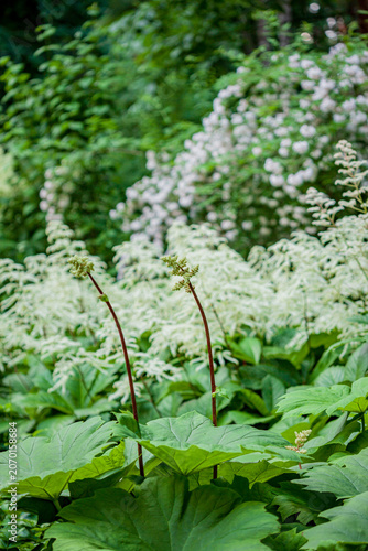 Lush green foliage with blooming white flowers in a serene garden setting during springtime