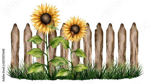 Bild auf Leinwand Two sunflowers growing by a rustic wooden picket fence with green grass