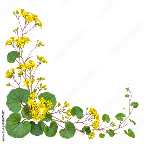 Vibrant yellow leopard plant flowers and lush green leaves creating an elegant botanical corner frame composition.