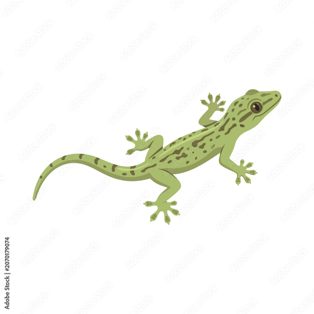 Fototapeta premium Lizard Gecko 
