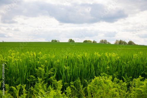 Panoramic view over a green field with trees in the background