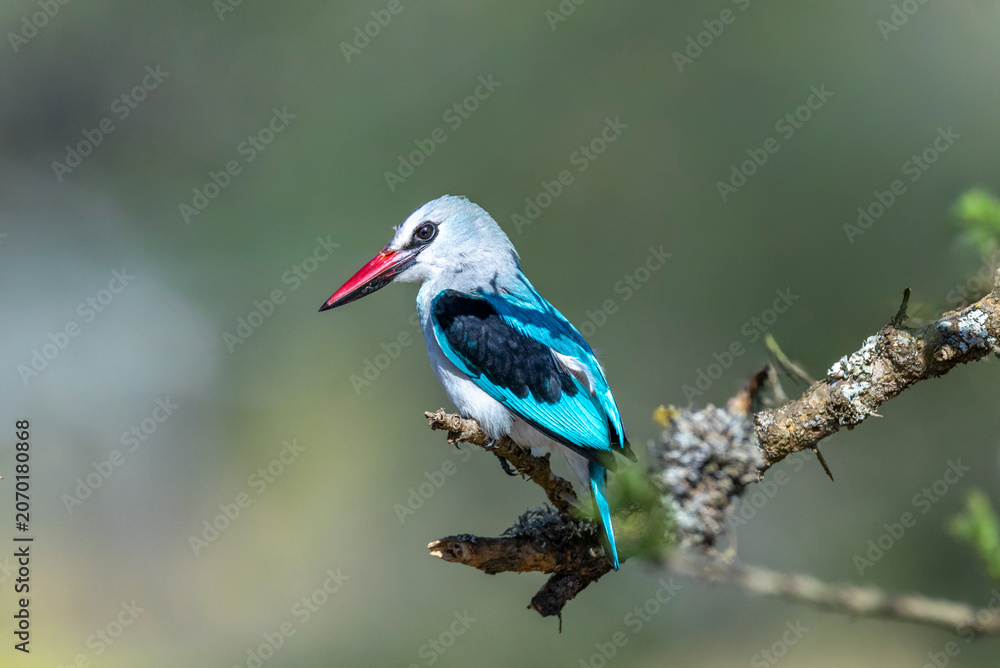 Fototapeta premium woodland kingfisher