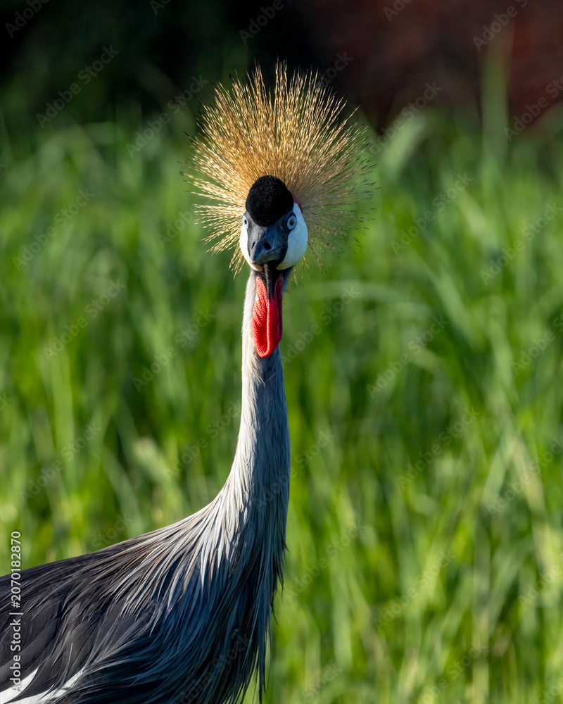 Fototapeta premium grey crowned crane