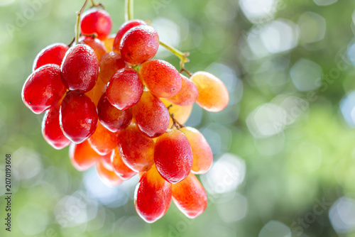 Fresh grapes in focus with blurred background highlighting natural texture color and healthy appeal.