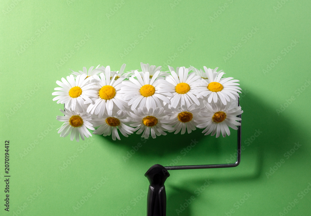 Fototapeta premium Paint roller with fresh Daisy flowers on green background