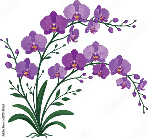 Beautiful purple orchid flower plant with elegant blooming petals and green leaves in a decorative artistic botanical illustration style for floral design projects