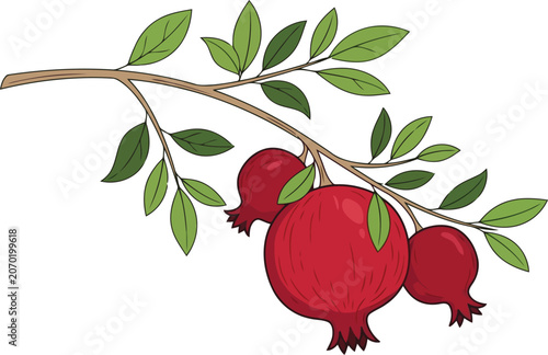 Fresh red pomegranate fruits hanging on a green leafy branch illustration