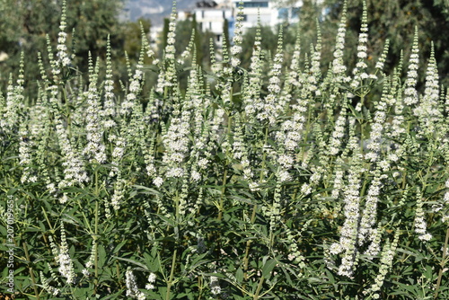 Photos Close up of dense white chaste tree blossoms on green bushes