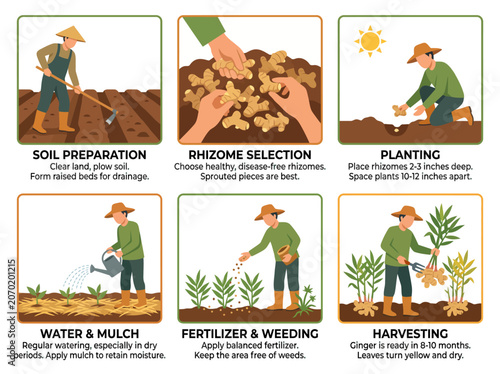 Ginger cultivation infographic showing the step by step process from soil preparation and planting to watering and harvesting organic crops