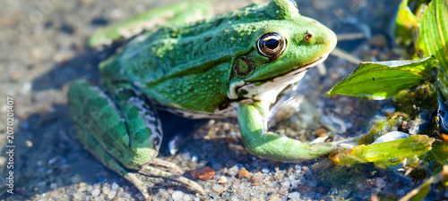 Valokuva Green marsh frog natural habitat river coast background, camouflage dots amphibian Pelophylax ridibundus