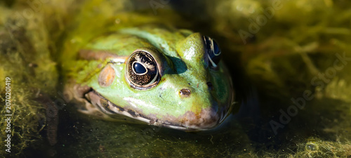 Canvas-taulu Close-up head green frog Marsh amphibian Pelophylax ridibundus.