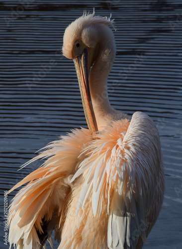 A great white pelican preens next to a lake.
