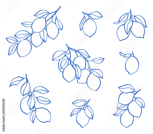 Minimalist blue line art illustration of lemons on branches with leaves. Hand-drawn citrus collection isolated on white background, perfect for Mediterranean patterns, fabric or tile design.