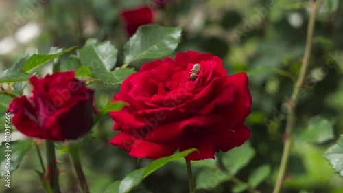A Busy Honeybee Foraging Pollen on a Vibrant Red Rose in a Garden