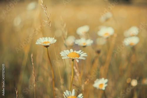 Canvas Print Daisy flowers in summer meadow close up, shallow depth of field vintage nature b