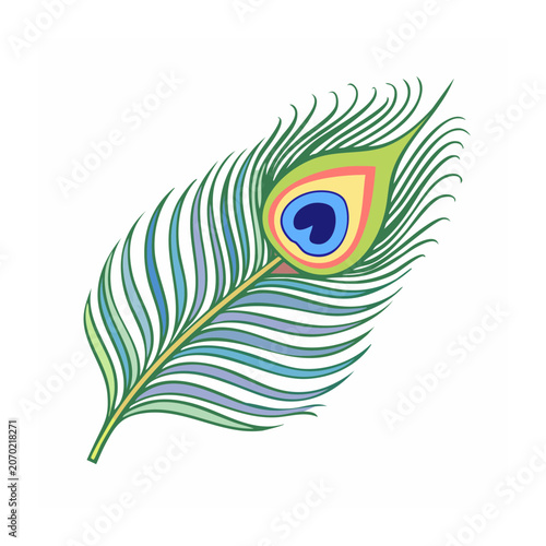Colorful Peacock Feather Illustration