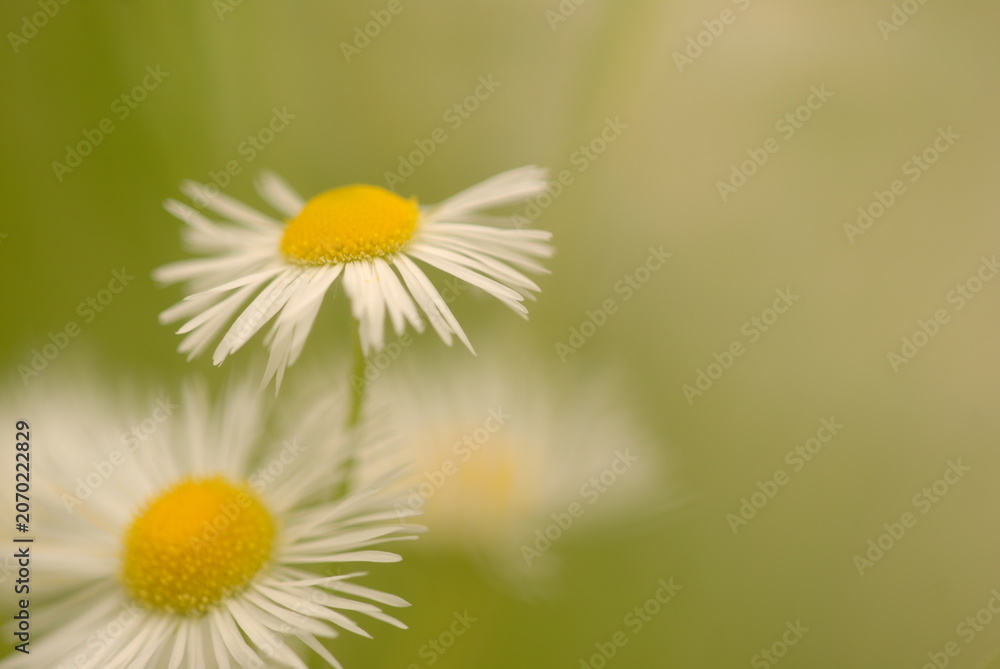Obraz premium Chamomile