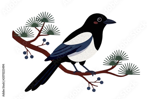 Cute magpie perched on a pine tree branch, traditional Korean style illustration, isolated on transparent background