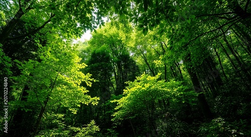 Sunlit Forest Canopy With Green Leaves and Calm Woods.