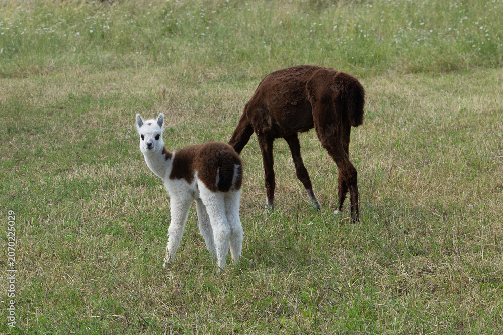 Fototapeta premium alpaka tier natur lama familie