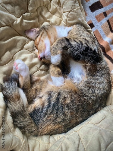 Sleeping domestic cat curled on soft quilted blanket with warm natural indoor light