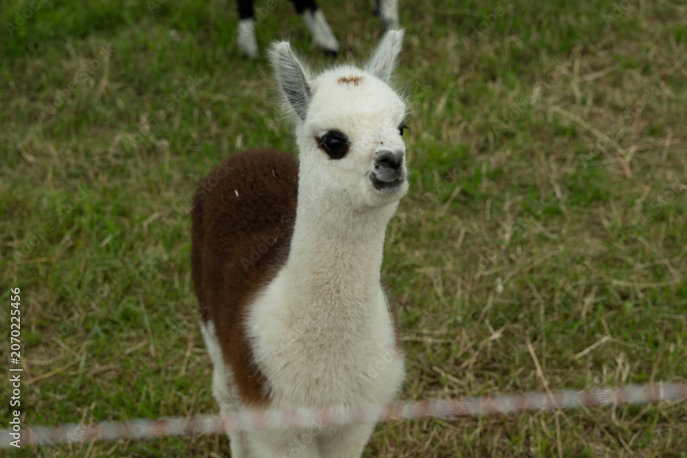 Fototapeta premium alpaka tier natur lama baby