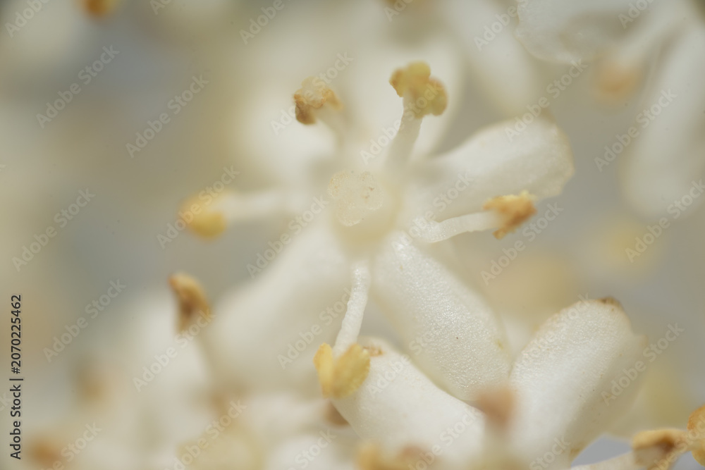 Fototapeta premium blüte weiß pflanze makro nah
