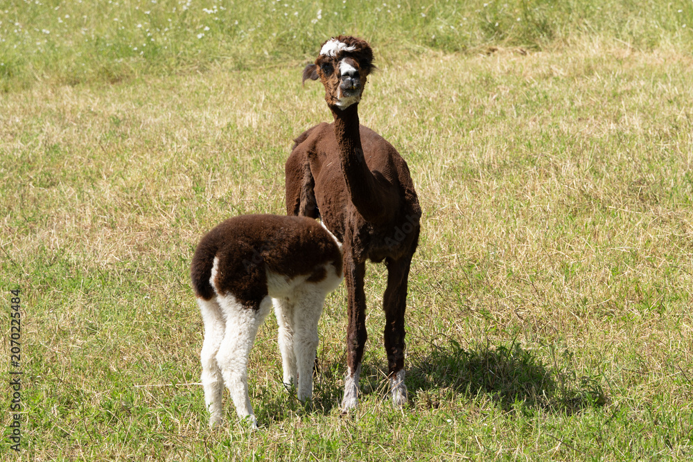 Fototapeta premium alpaka tier natur lama familie