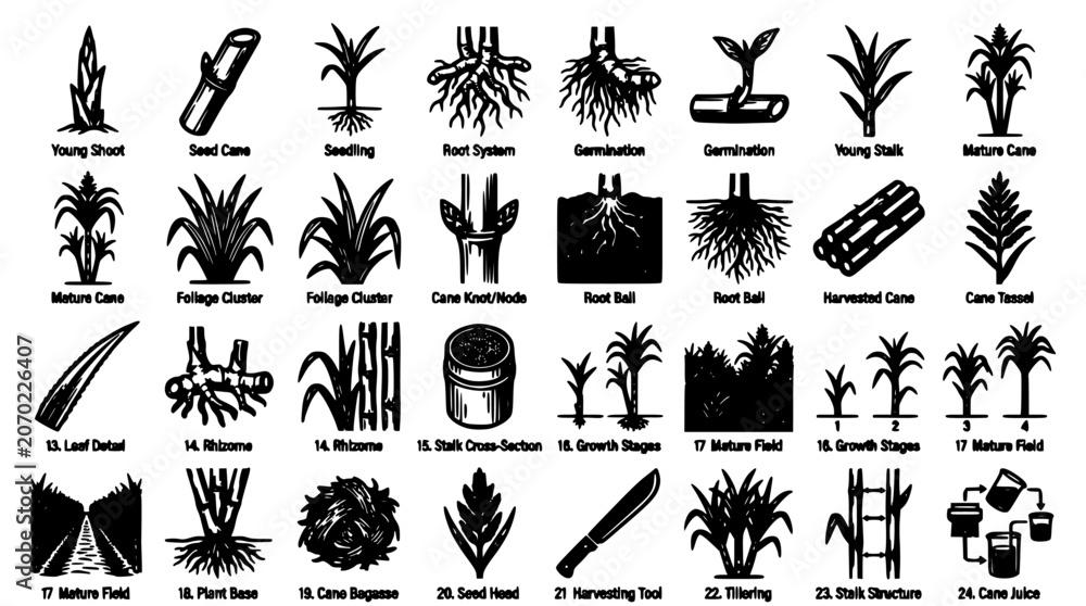 Obraz premium Plant Growth Stages Diagram Vector Set in Black and White Showing Cane Root System Germination Stages