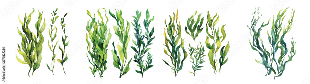 Obraz premium Hand-drawn paint, Simple Illustration, A beautiful painting of kelp seaweed, EPS format, isolated on a white background, watercolor style, minimal yet artistic elements for creative designs