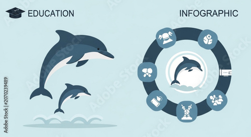 Dolphins educational infographic template