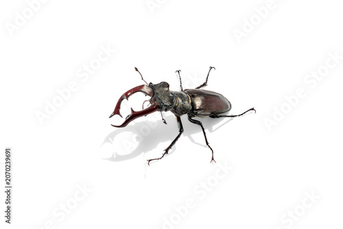 Stag beetle positioned in the center of a clean white background. Male Lucanus cervus with sharp mandibles casting a prominent shadow below
