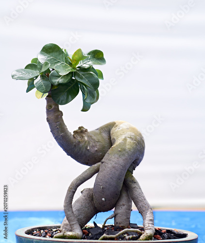 Twisted Desert Rose Bonsai with Sculptural Exposed Roots