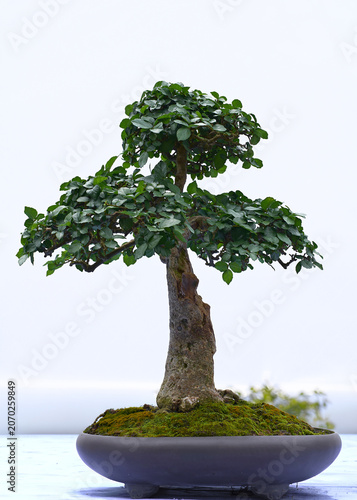 Mature Bonsai Tree in Ceramic Pot with Moss Covered Soil