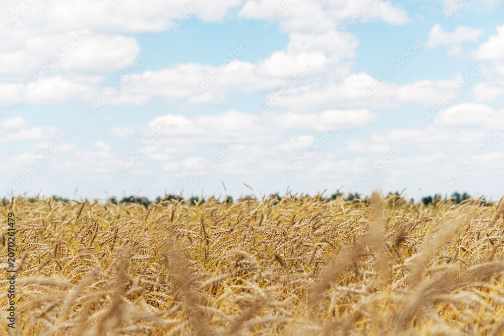 Obraz premium Golden rye field swaying gently under the sun