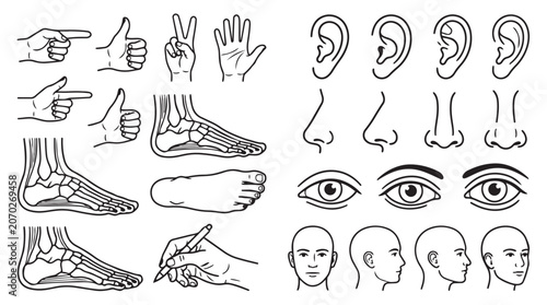 Human anatomy illustrations set including hands feet eyes ears and faces with illustration, skeleton