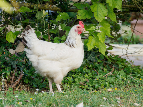 Poule domestique blanche Gallus gallus domesticus dans un jardin verdoyant de campagne
