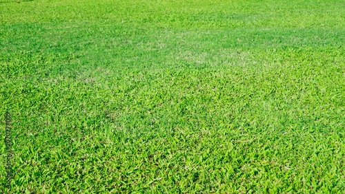 Vibrant green grass lawn with varying shades of green, shown in a close-up view