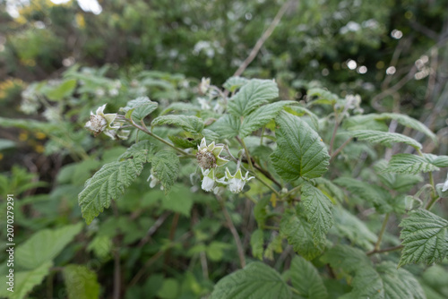 Raspberry bush with green textured leaves and small blooming white flowers in early summer