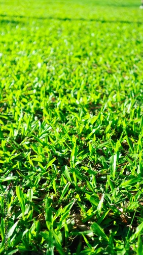 Vibrant green grass field with lush blades in warm sunlight outdoors