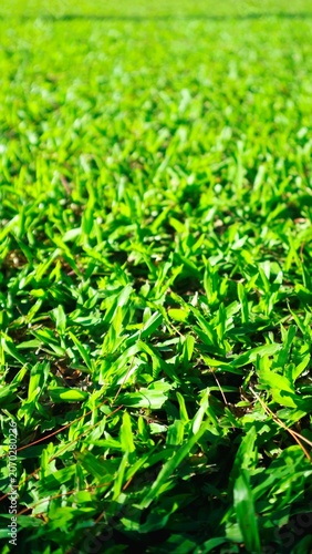 Vibrant green tea leaves fill a lush field under bright sunlight