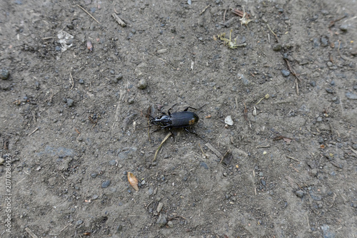 Top view of a black ground beetle crawling on dry textured soil
