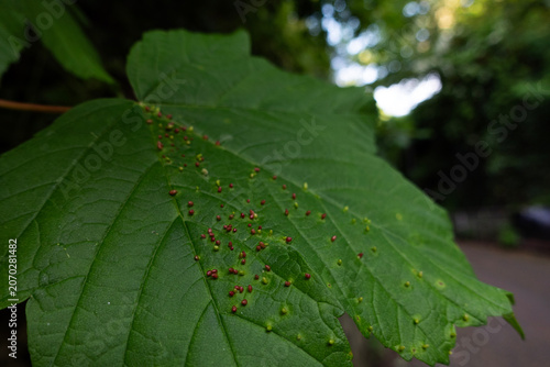 A close-up of a green maple leaf infected with red and green leaf galls caused by mites