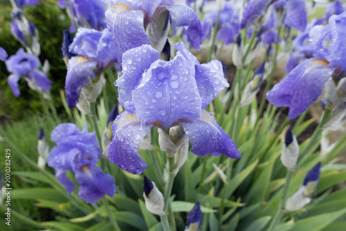 Group of purple iris flowers blooming in a garden, covered in fresh raindrops after a summer shower