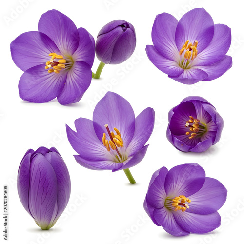Set of purple crocus spring flowers isolated on white