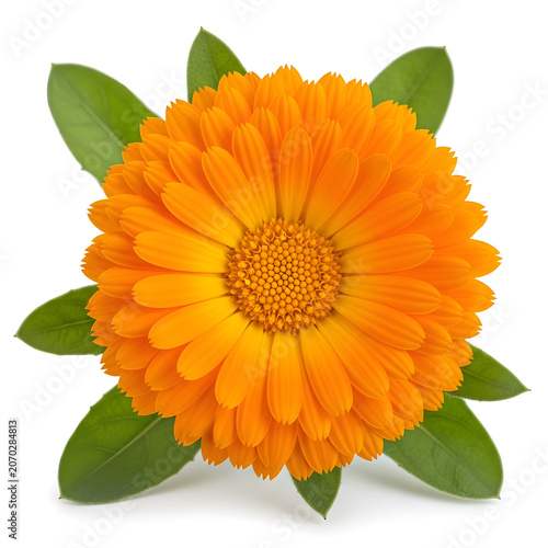Bright orange marigold flower with green leaves