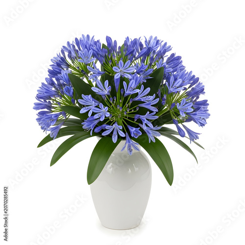 Beautiful purple agapanthus flowers in a white vase