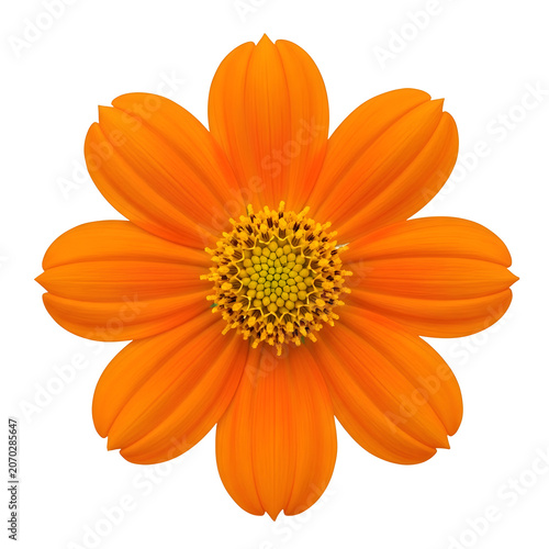 Bright orange flower with yellow center