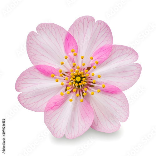Pink flower with yellow center in bloom